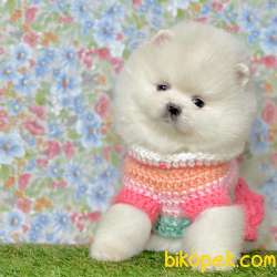 Pomeranian Boo Ayicik Surat Yavrularımız 1