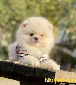 Pomeranian Boo Ayicik Surat Yavrularımız 4