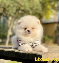 Pomeranian Boo Ayicik Surat Yavrularımız 2