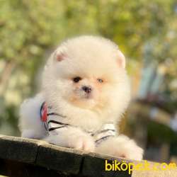 Pomeranian Boo Ayicik Surat Yavrularımız 1