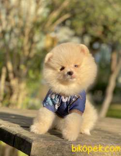 Pomeranian Boo Ayicik Surat Yavrularımız 5