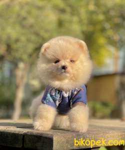 Pomeranian Boo Ayicik Surat Yavrularımız 3