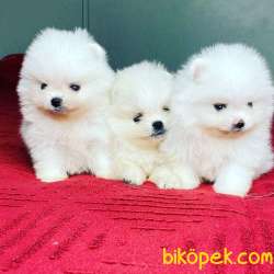 Pomeranian Boo Ayicik Surat Yavrularımız Safkan Belgeli 4