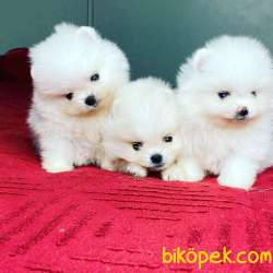 Pomeranian Boo Ayicik Surat Yavrularımız Safkan Belgeli 3
