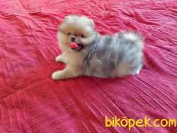 Pomeranian Boo Ayicik Surat Yavrularımız Safkan Belgeli 5