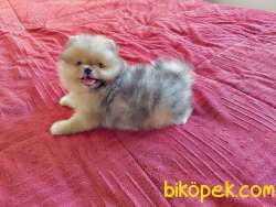 Pomeranian Boo Ayicik Surat Yavrularımız Safkan Belgeli 1