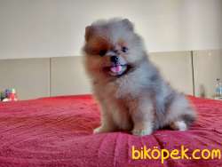 Pomeranian Boo Ayicik Surat Yavrularımız Safkan Belgeli 2