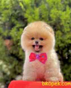 Pomeranian Boo Ayicik Suratlı Peluş Tip Yavrularımız 1
