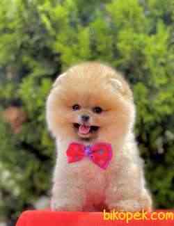 Pomeranian Boo Ayicik Suratlı Peluş Tip Yavrularımız 4