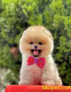 Pomeranian Boo Ayicik Suratlı Peluş Tip Yavrularımız 2
