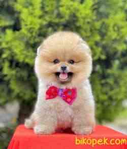 Pomeranian Boo Ayicik Suratlı Peluş Tip Yavrularımız 3