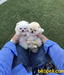 Pomeranian Boo Ayicik Suratlı Yavrularımız 1