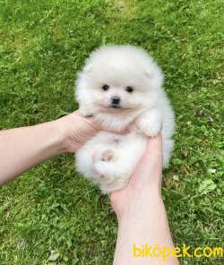 Pomeranian Boo Ayicik Suratlı Yavrularımız 3