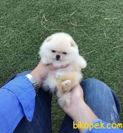 Pomeranian Boo Ayicik Suratlı Yavrularımız 2