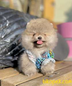 Pomeranian Boo Ayicik Suratlı Yavrularımız 2