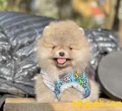Pomeranian Boo Ayicik Suratlı Yavrularımız 3