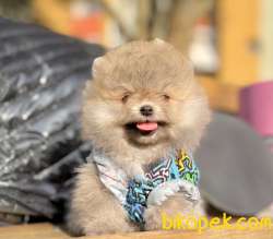 Pomeranian Boo Ayicik Suratlı Yavrularımız 4
