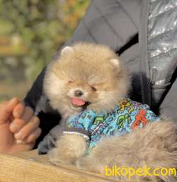 Pomeranian Boo Ayicik Suratlı Yavrularımız 1
