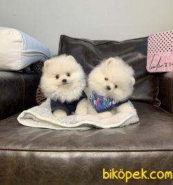Pomeranian Boo Ayicik Tip 4