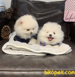 Pomeranian Boo Ayicik Tip 2