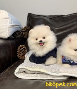 Pomeranian Boo Ayicik Tip 3
