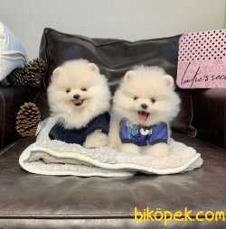 Pomeranian Boo Ayicik Tip 1