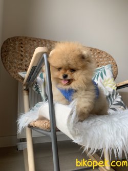 Pomeranian Boo Ayicik Tip Anne Baba Secereli Yavrularımız 5