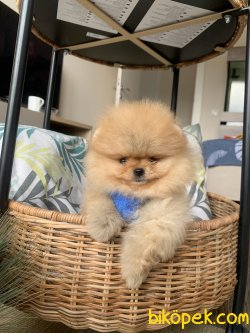 Pomeranian Boo Ayicik Tip Anne Baba Secereli Yavrularımız 1