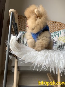 Pomeranian Boo Ayicik Tip Anne Baba Secereli Yavrularımız 2