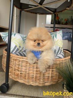 Pomeranian Boo Ayicik Tip Anne Baba Secereli Yavrularımız 4