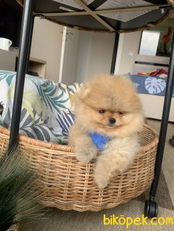 Pomeranian Boo Ayicik Tip Anne Baba Secereli Yavrularımız 3