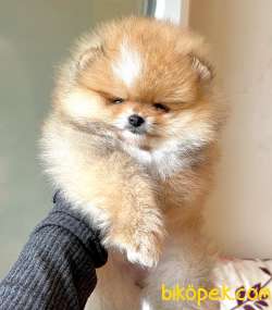 Pomeranian Boo Ayicik Tip Disi Yavrumuz Show Kalite 3