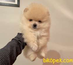 Pomeranian Boo Ayicik Tip Disi Yavrumuz Show Kalite 4