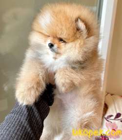Pomeranian Boo Ayicik Tip Disi Yavrumuz Show Kalite 2