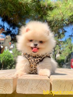 Pomeranian Boo Ayicik Tip Mini Yavrularımız 2