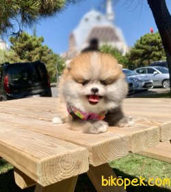 Pomeranian Boo Ayicik Tip Mini Yavrularımız 1