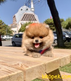 Pomeranian Boo Ayicik Tip Mini Yavrularımız 3