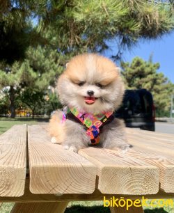 Pomeranian Boo Ayicik Tip Mini Yavrularımız 5