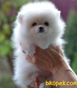 Pomeranian Boo Ayicik Tip Mini Yavrularımız 3