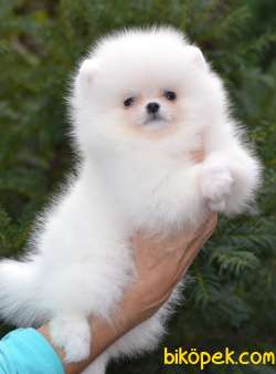 Pomeranian Boo Ayicik Tip Mini Yavrularımız 2