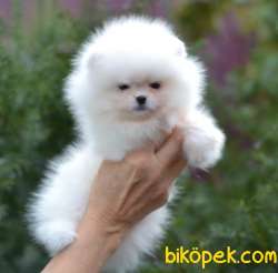 Pomeranian Boo Ayicik Tip Mini Yavrularımız 4