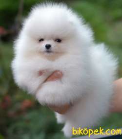 Pomeranian Boo Ayicik Tip Mini Yavrularımız 1