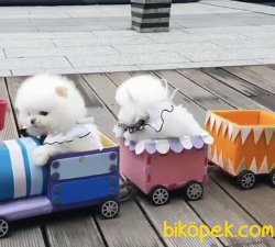 Pomeranian Boo Ayicik Tip Orijinal Yavrularımız 2