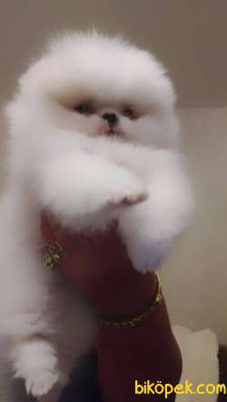 Pomeranian Boo Ayicik Tip Safkan Yavrularımız 5