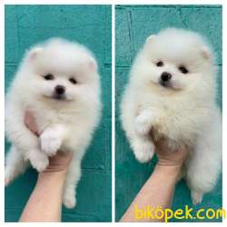 Pomeranian Boo Ayicik Tip Safkan Yavrularımız 3