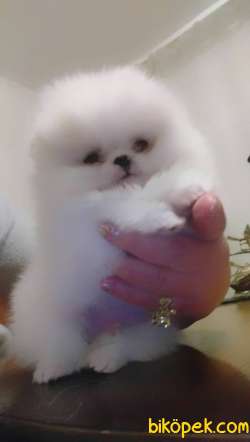 Pomeranian Boo Ayicik Tip Safkan Yavrularımız 4