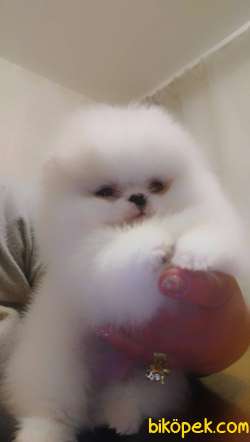 Pomeranian Boo Ayicik Tip Safkan Yavrularımız 2