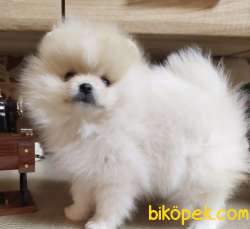 Pomeranian Boo Ayicik Tip Safkan Yavrularımız 1