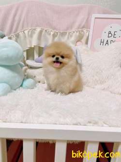 Pomeranian Boo Ayicik Tip  Safkan Yavrularımız 2