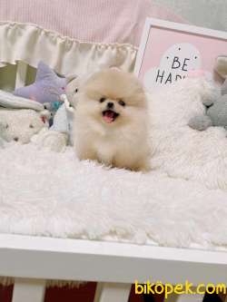 Pomeranian Boo Ayicik Tip  Safkan Yavrularımız 1
